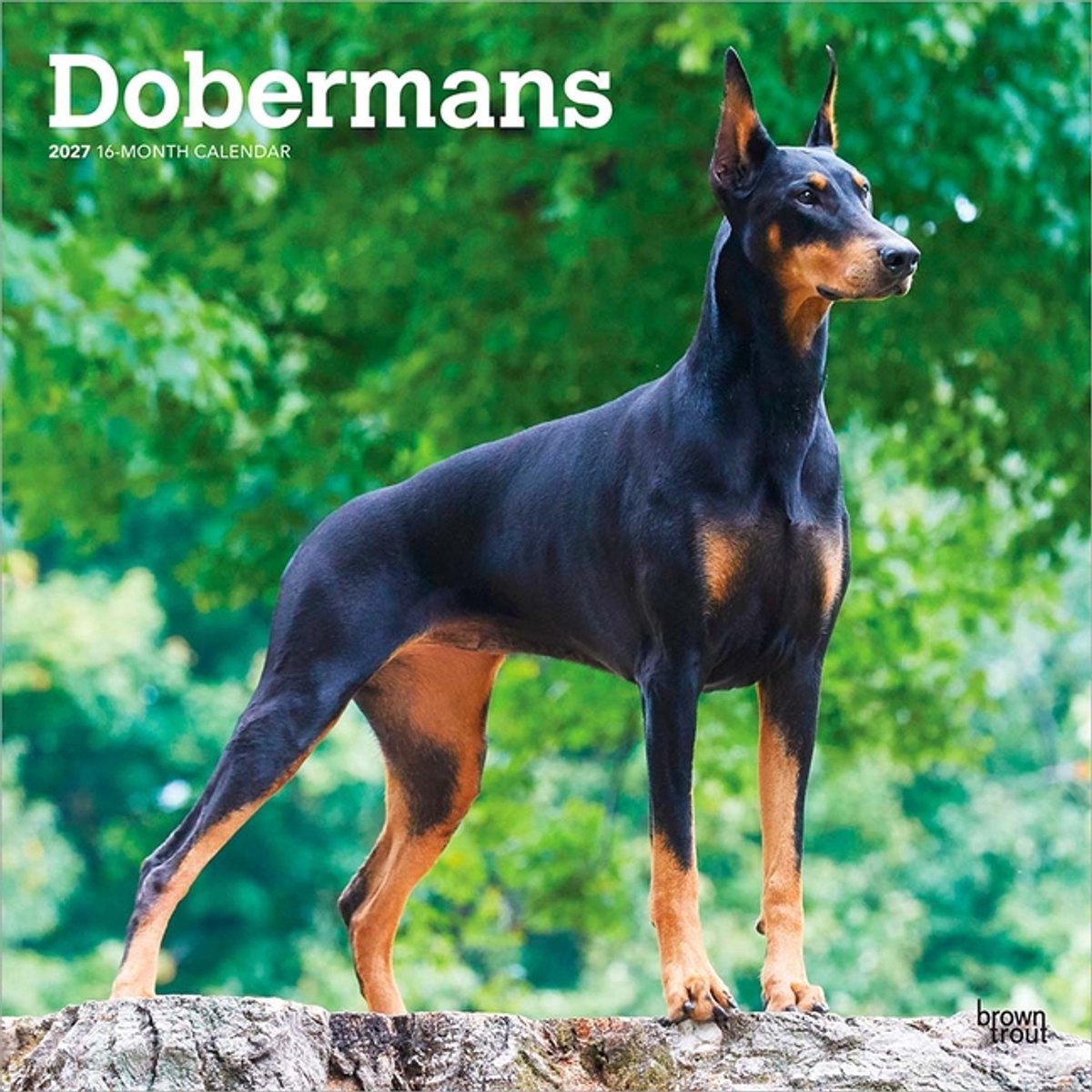 Dobermann Kalender 2027