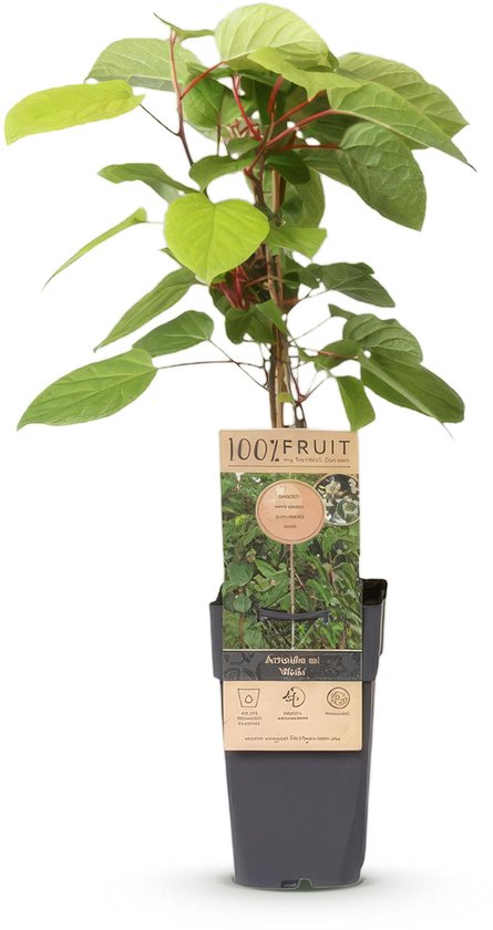 Actinidia arguta Weiki mannelijke plant, 50cm hoog, in pot van 15cm.