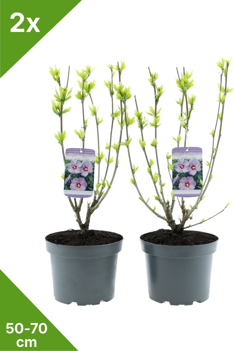GARDENZO - Hibiscus syr. 'Oiseau Bleu' Blauw in 3 liter pot - 50-70 cm set van 2