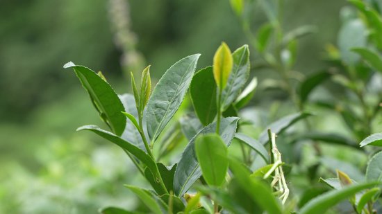 Tea Tree - Etherische olie [50ml]