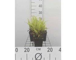 6x Adelaarsvaren - Pteridium aquilinum | 9x9 cm pot