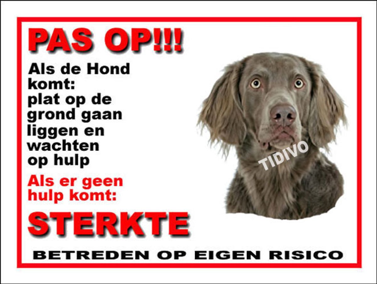 Weimaraner, langhaar 12