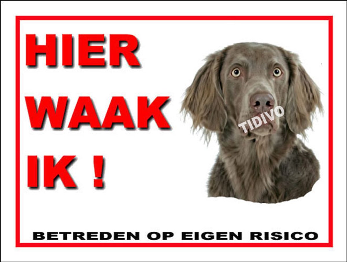 Weimaraner, langhaar 3