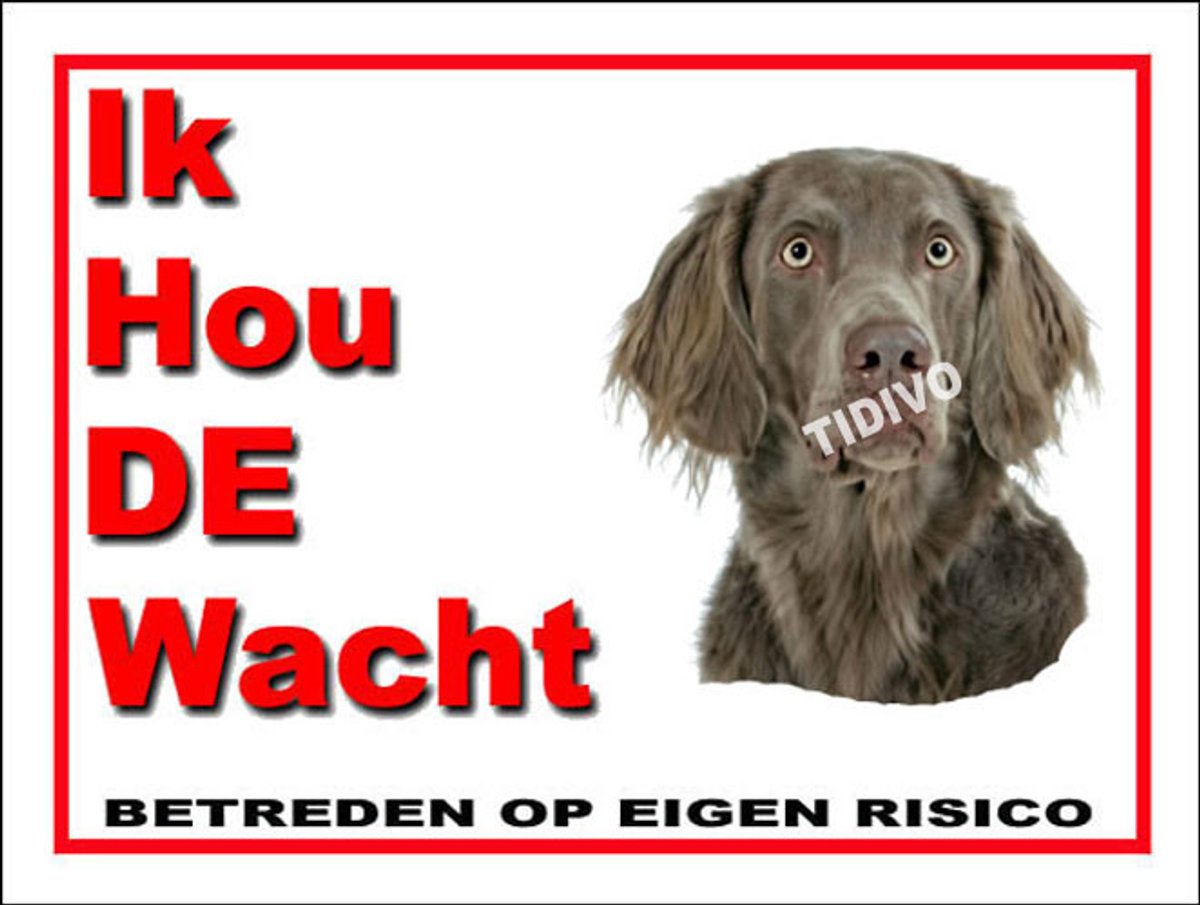 Weimaraner, langhaar 7