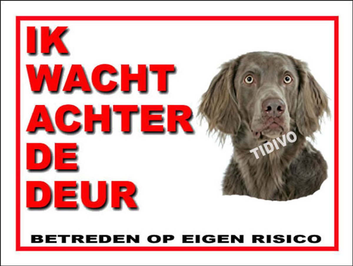 Weimaraner, langhaar 10