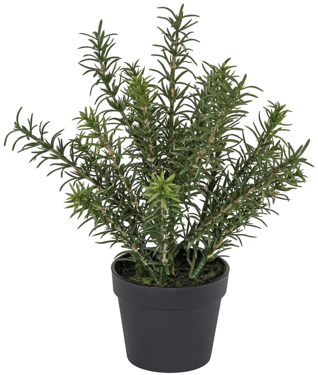 Rozemarijn in pot, groen 30cm