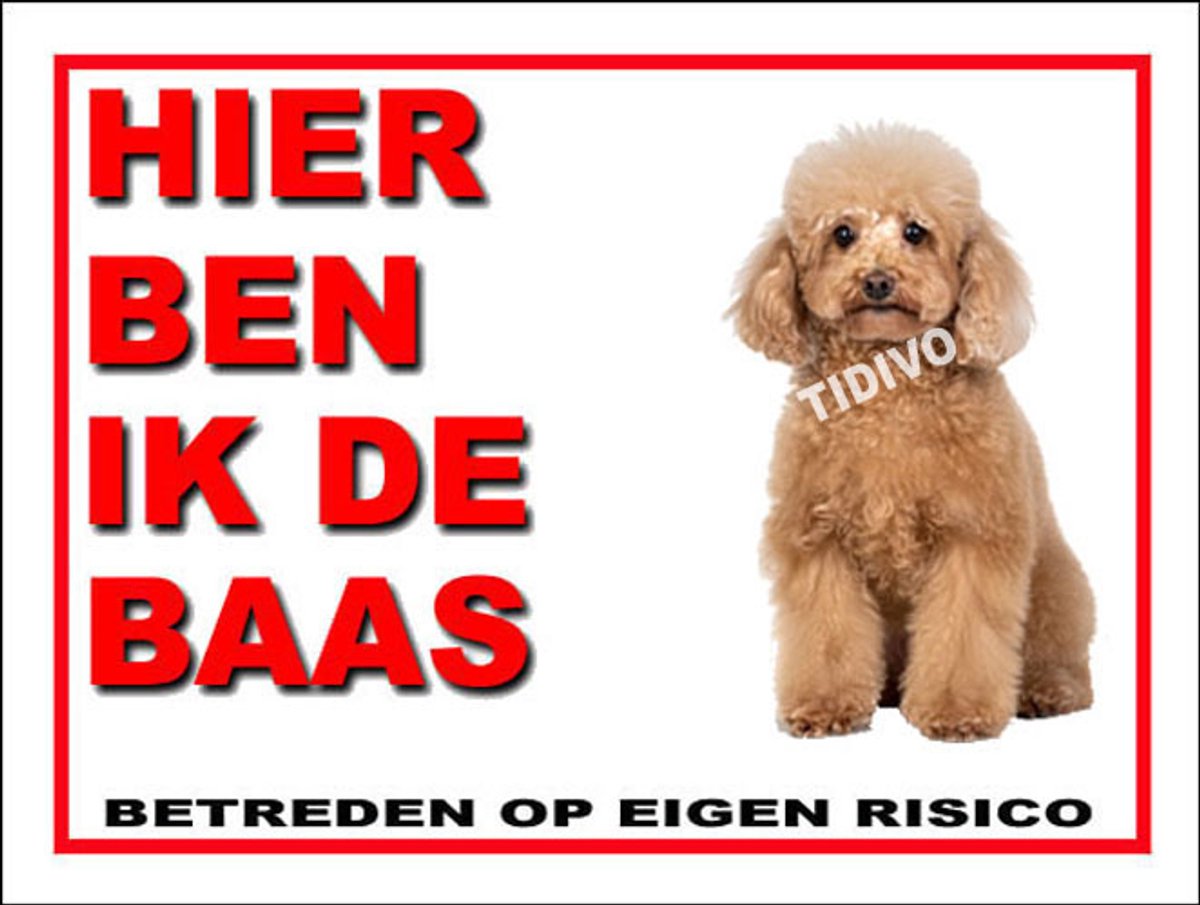 Toypoedel 2
