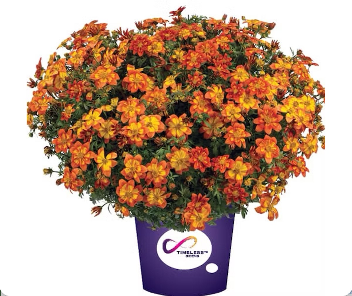 JUNAVERA Bidens ferulifolia Solaire Star (tandzaad) | 15 cm hoog | In 10 cm pot | Rijke zomerbloeier voor balkon en terras