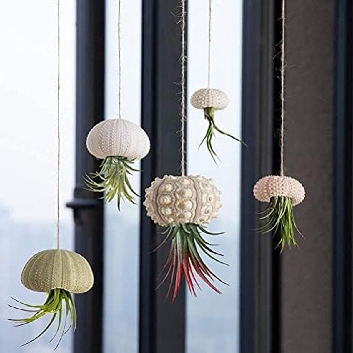 Decoratieve Hangende Plant Pot Set van 5 Stuks, Zeester en Zee-egel Ontwerp voor Luchtplanten, Modern en Stijlvol