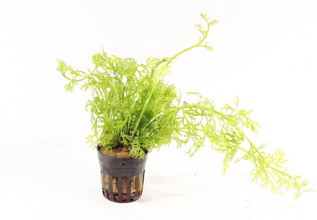 Aquaflora Ceratopteris Siliquosa | Smalbladige Eikenbladvaren |in 5 cm pot
