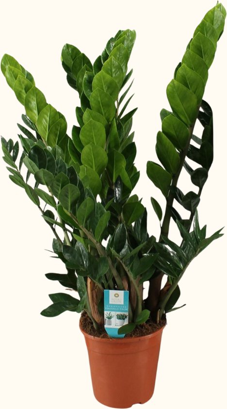 De 12 allerbeste planten voor kantoor! 10 Zamioculcas Zamiifolia Emerald Palm - Hoogte: 80 cm