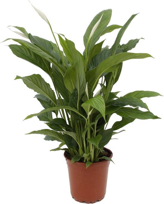Spathiphyllum Torelli - Ø17cm - 55-65cm hoog - Kamerplant - Groenblijvend