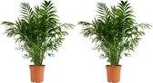 Bloomique - Set van 2 - Chamaedorea Elegans - Mexicaanse Dwergpalm - Kamerplanten - Luchtzuiverend - Diervriendelijk - Gemakkelijk in onderhoud - Hoogte 80-100 cm - Pot 20 cm