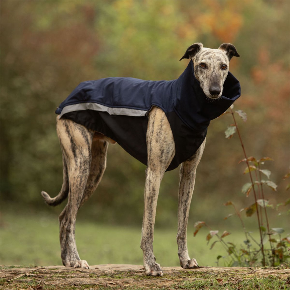 Hondenjas van Softshell en Fleece - Donker blauw - Jas voor Honden - Windhond - Galgo - Rapid Dog Wear - Maat L