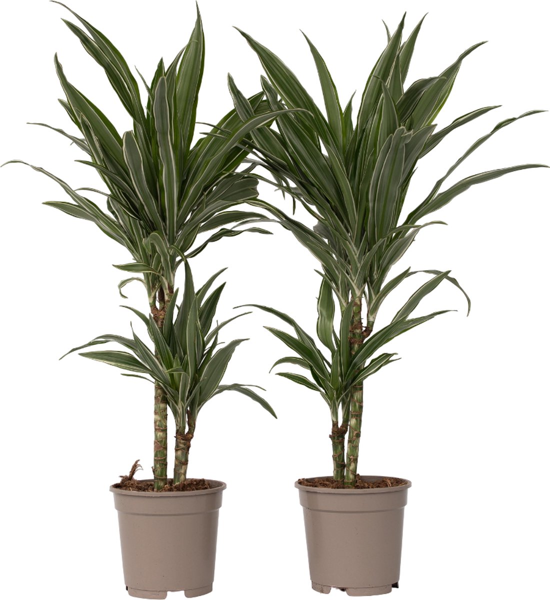 Plant in a Box - Dracaena deremensis 'Warneckei' - Set van 2 - Kamerplanten - Potmaat 17 cm - Hoogte 60-70 cm