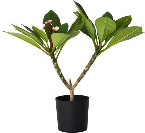 Plant in a Box - Plumeria Frangipani Paars - Hawaii - Tropische kamerplant - Sterk geurende bloemen - Pot 17cm - Hoogte 55-70cm