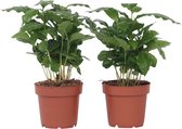 Plant in a Box - Set van 2 Coffea Arabica - Koffieplant - Kamerplant - Struik - Pot 12cm - Hoogte 25-40cm