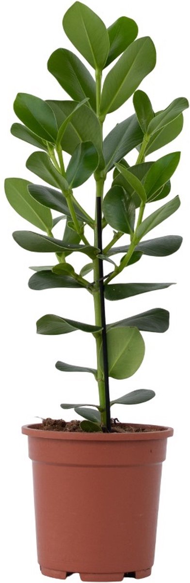 Plant in a Box - Clusia rosea Princess - Stevige kamerplant - Groene bladeren - Pot 17cm - Hoogte 50-60cm
