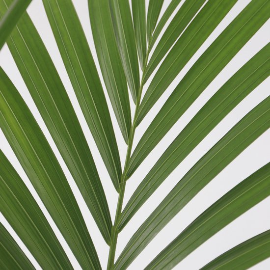 Plant in a Box - Howea Forsteriana - Kentia palm - Groene kamerplant - Pot 18cm - Hoogte 90-100cm