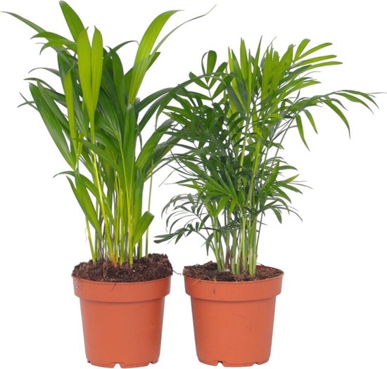 Plant in a Box - Dypsis lutescens, Chamaedorea elegans - Set van 2 - Mini indoor palm mix - Pot 12cm - Hoogte 25-40cm