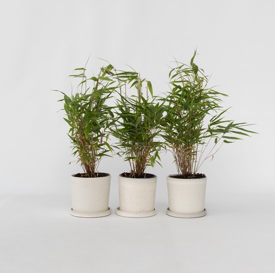 Plant in a Box - Set de 3 Fargesia Rufa - Bambou non invasif - Pot ⌀ 13cm - Hauteur ↕ 30-40cm