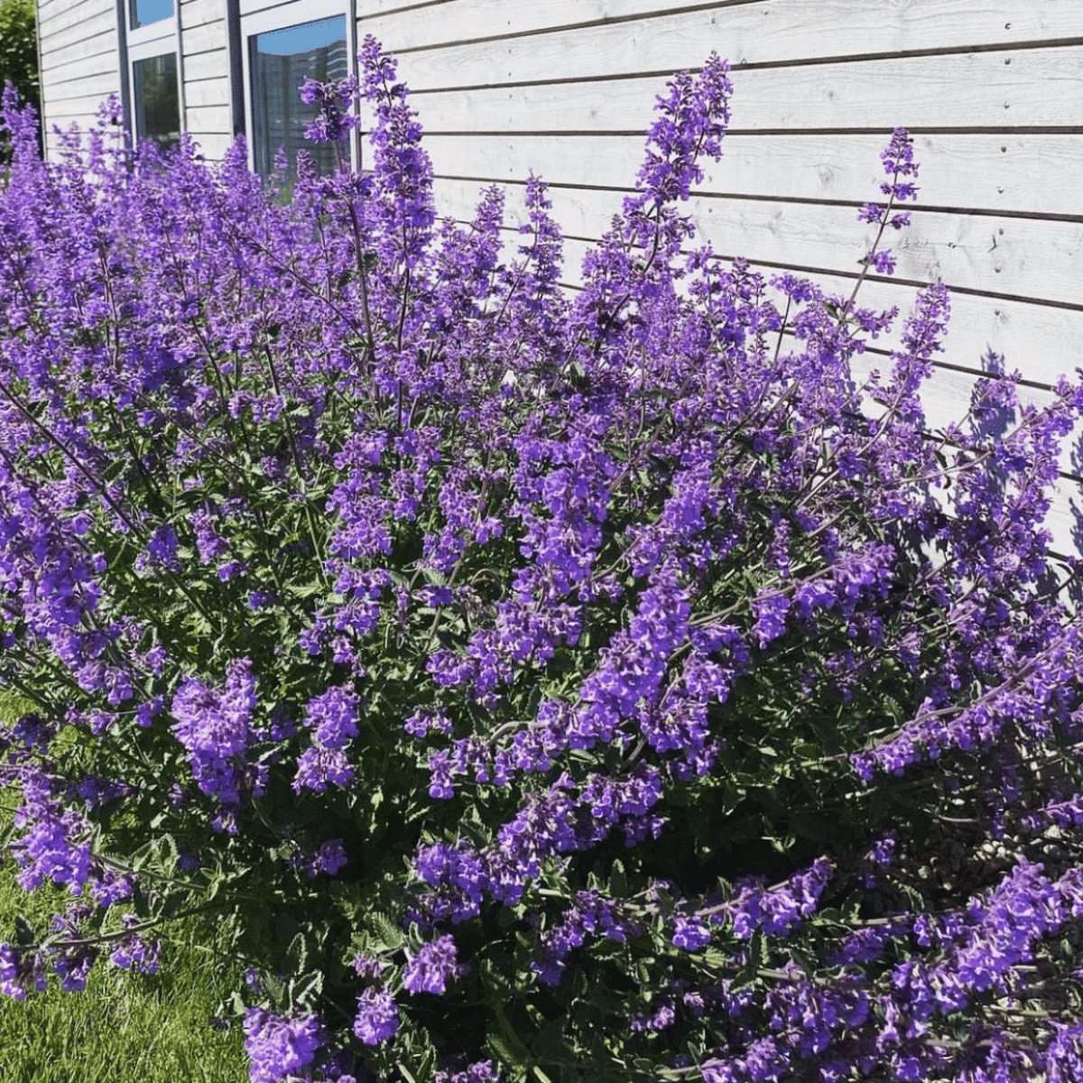 12x Nepeta faassenii 'Walker's Low' (Kattenkruid) – Winterharde Geurplant (Voor 2m², p9 Potmaat, 9x9 cm)