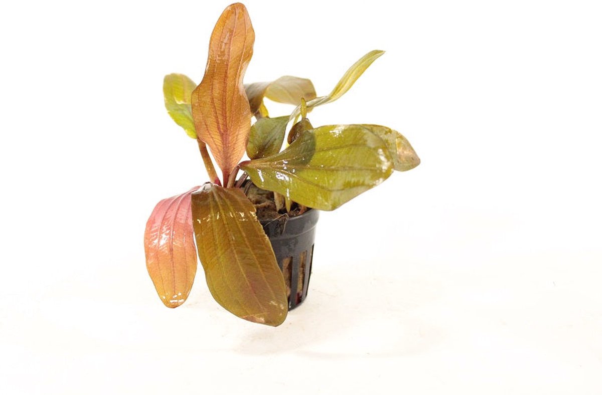 Moerings Echinodorus Harbich Rood in 5 cm pot