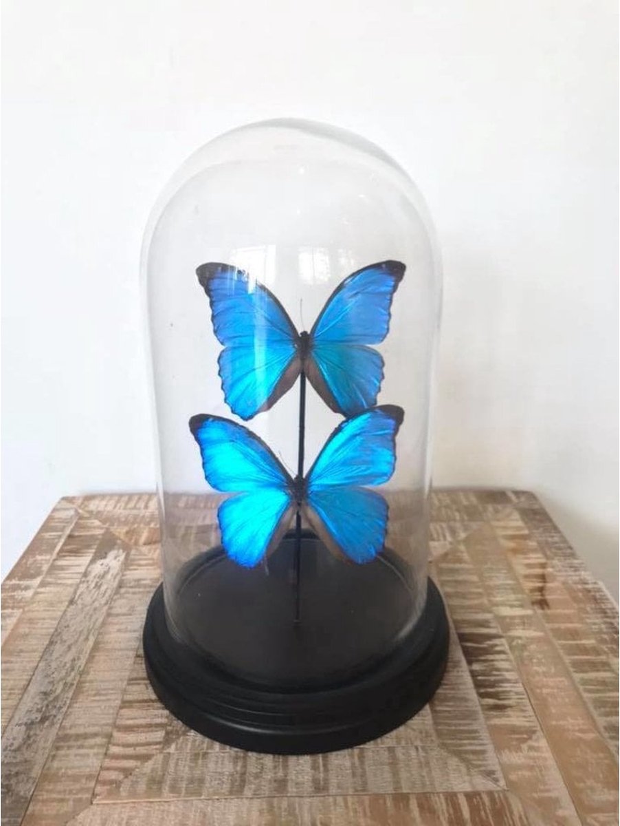 Vlinder - Stolp met Vlinders - Vlinderstolp - Glas - Morpho Menelaus - Cadeau - Blauw - 28 x 17 cm