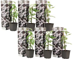 Plant in a Box - Jasminum 'Officinale' - Set van 6 - Witte Jasmijn klimplant - Pot 9cm - Hoogte 25-40cm