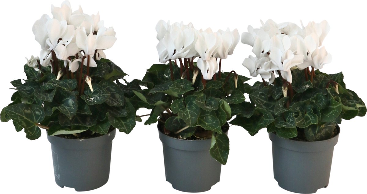 Plant in a Box - Cyclamen persicum 'Metis White' - Set van 3 - Perzische cyclaam - Pot 9cm - Hoogte 10-20cm