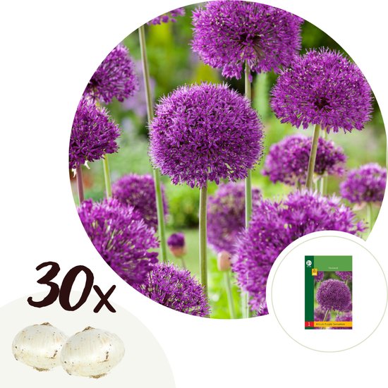 Dertig paarse allium bloemen, twee witte bollen en een zakje 'Allium Purple Sensation'.