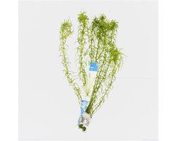 Moerings Elodea canadensis | Brede Waterpest | in bos met loodje Waterplant