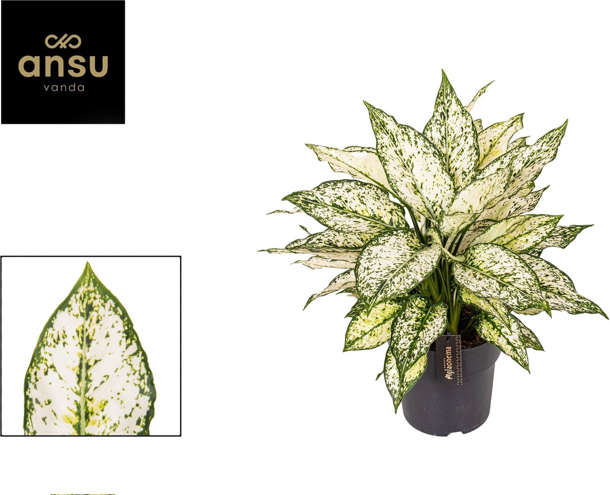 Plantenboetiek.nl | Aglaonema White Kiwi - Ø19cm - 30-40cm hoog - Kamerplant