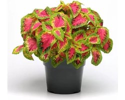 Coleus x blumei Solento Rose