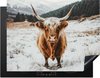 Highlander Écossais - Neige