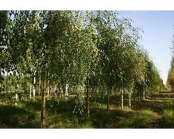 Betula pend. 'Youngii' - Treurberk, Prieelberk, Paraplu Treurberk 8/10 cm stamomtrek - Hoogstam in pot