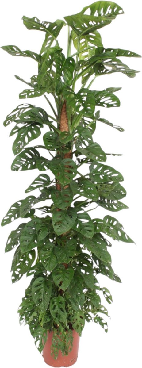 Gatenplant - Apenblad - Monstera Monkey Leaf 170 cm op mosstok - ø27