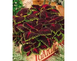 Coleus x blumei Kong Red