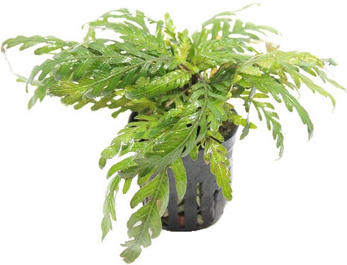 Moerings Hygrophila Pinnatifida | Belgisch groen | in 5 cm pot