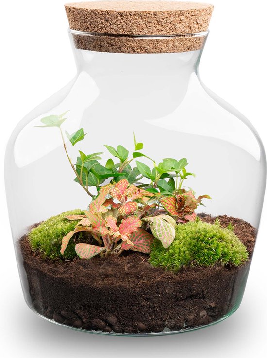 Terrarium DIY Kit - Dome Red - Bottle Garden - ↑ 20 cm