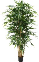 Bamboe Deluxe 180cm