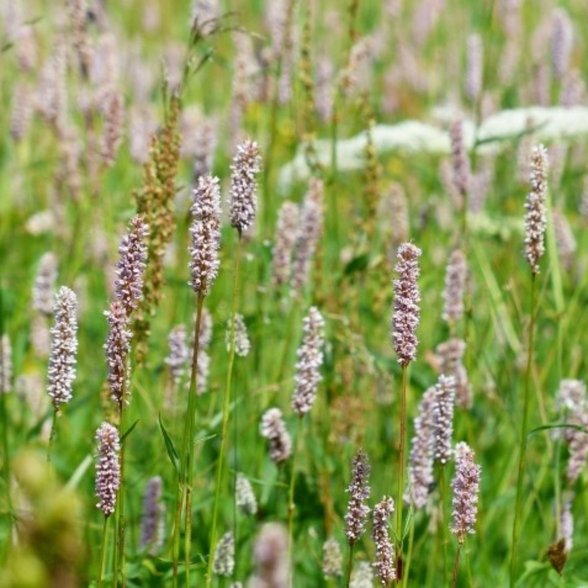 6x - Persicaria amplexicaulis Rosea - Duizenknoop - Vaste planten - Bijen-Vlinders - Snijbloemen - Bodembedekkers - Zomerbollen