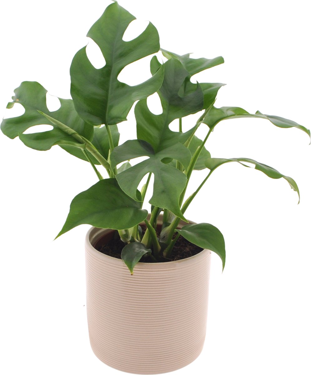 Monstera Minima | 35cm | incl. Off white keramieken pot