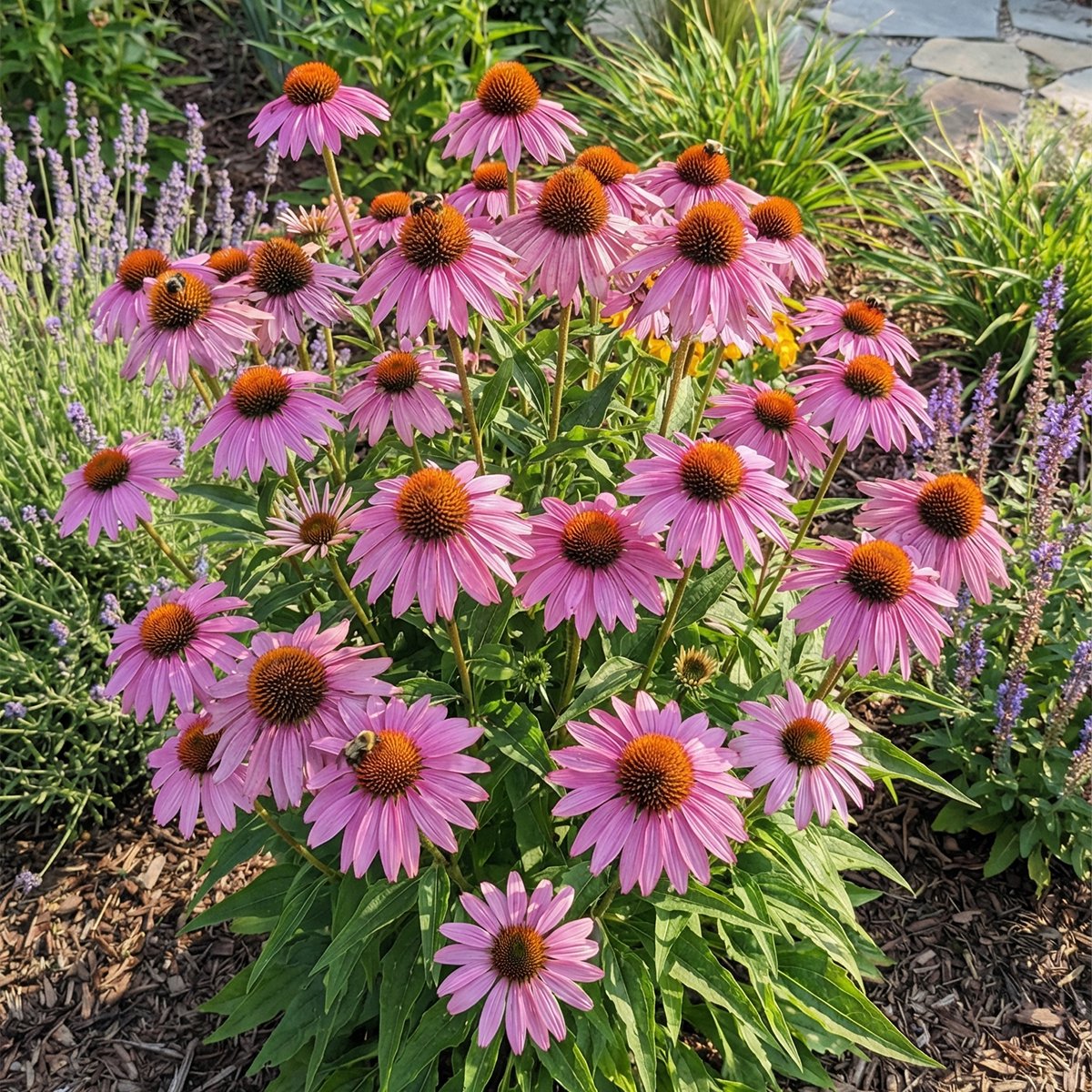Bloomique - Set van 3 - Echinacea Purpurea Magnus - Zonnehoed - Rijkbloeiend - Winterhard - Vaste plant - 10-20 cm hoog - Pot 9 cm