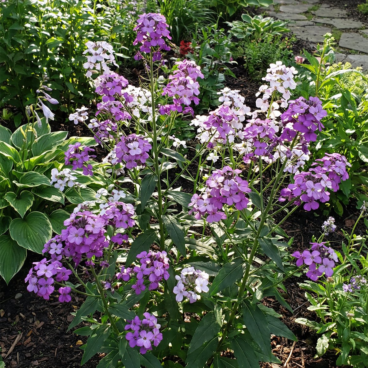 Bloomique - Set van 3 - Hesperis Matronalis ‘Violet’ - Damastbloem - Rijkbloeiend - Winterhard - Vaste plant - Geurend - 10-20 cm hoog - Pot 9 cm