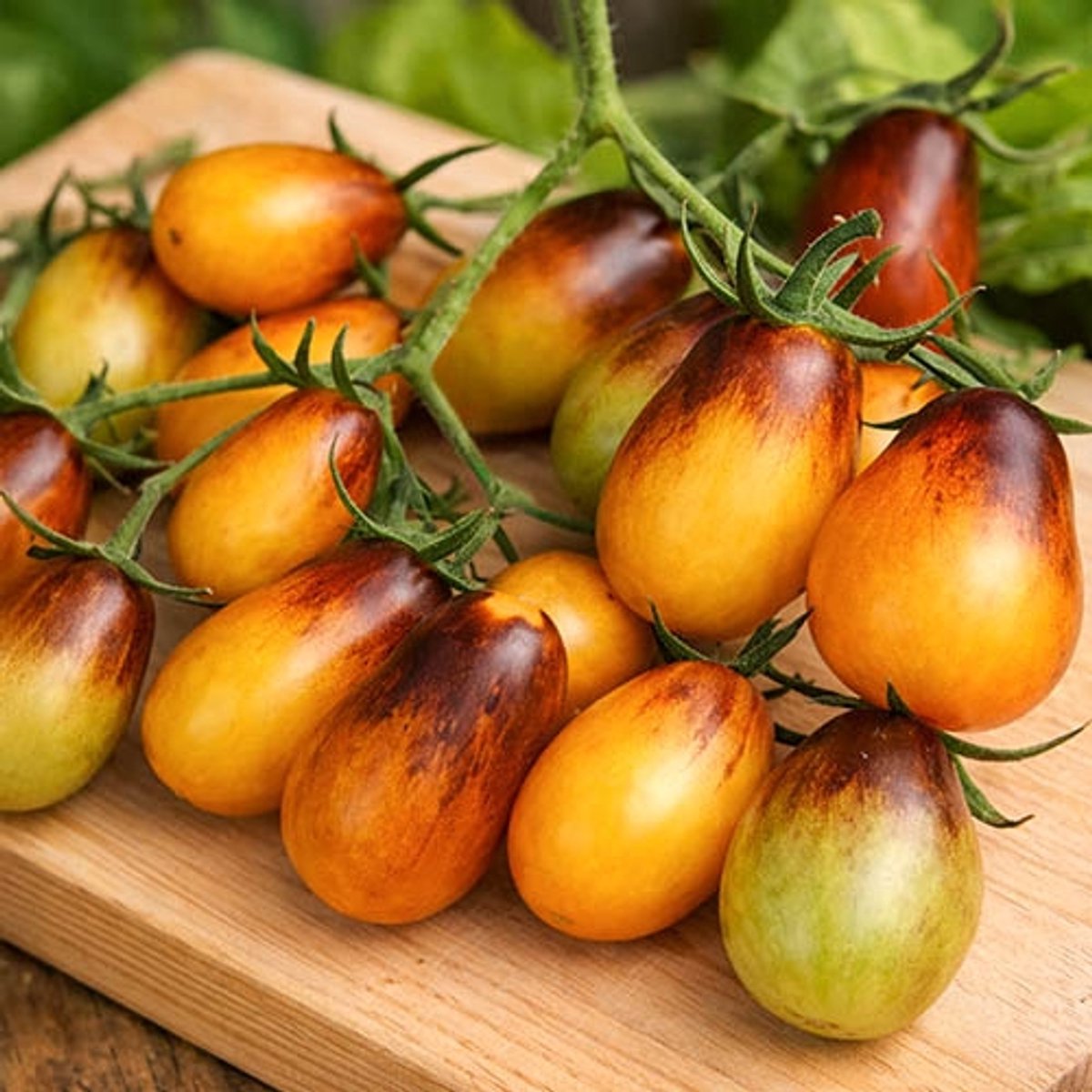 Tomaten zaden - Cherrytomaat Indigo Pear Drops