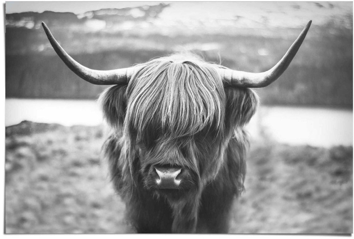 Poster Cattle - 61 x 91,5 - Papier - REINDERS