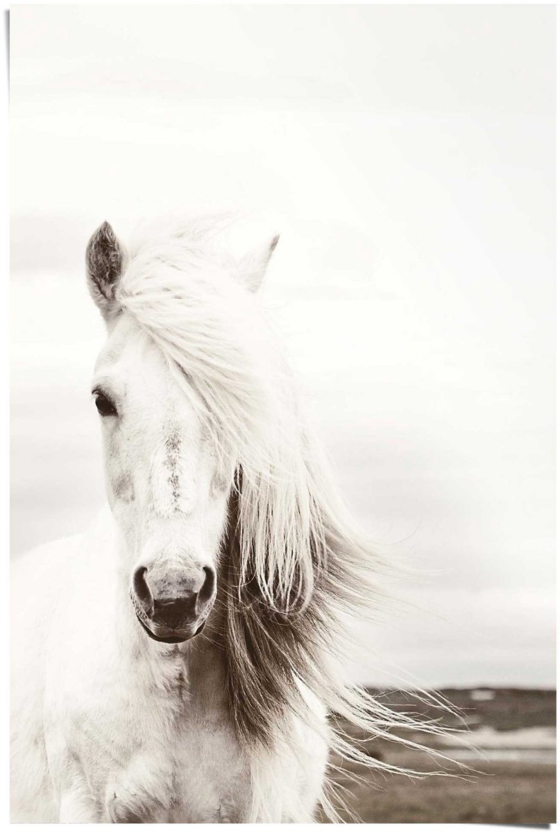 REINDERS Poster White Horse - 91,5 x 61 - Papier - REINDERS wit
