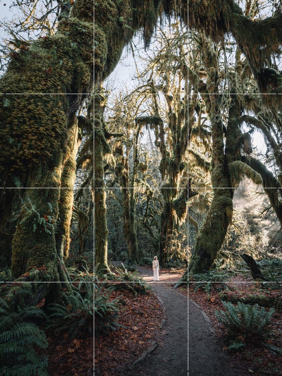 IXXI Rainforest, Tristan Zhou - 60 x 80 cm - Gratis ophangtool - Grote wanddecoratie en posters - Naturalisme, Fotografie, Woonkamer, Slaapkamer