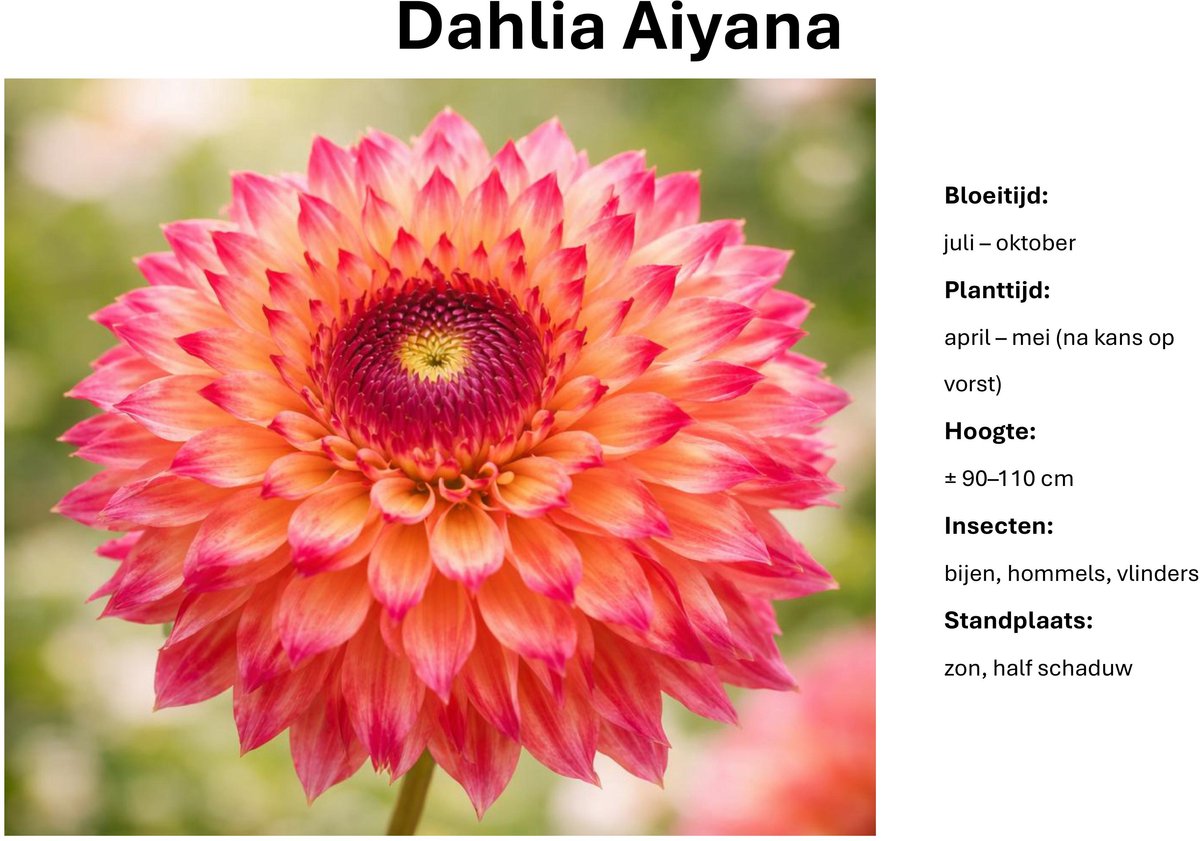 Dahlia Aiyana knollen - rood - 3 stuks